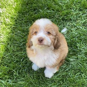 Meet your Posher, Celeste